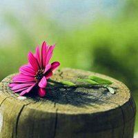 百度微信头像唯美_微信头像大全图片