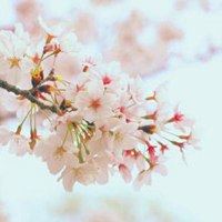 百度微信头像唯美_微信头像大全图片