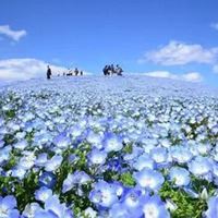 唯美浪漫的日本花海治愈系风景头像_微信头像大全图片