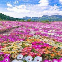 唯美浪漫的日本花海治愈系风景头像_微信头像大全图片