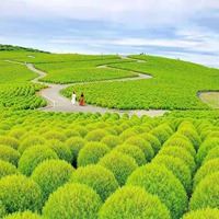 唯美浪漫的日本花海治愈系风景头像_微信头像大全图片
