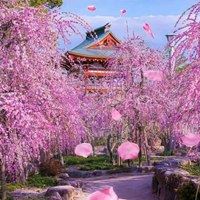 唯美浪漫的日本花海治愈系风景头像_微信头像大全图片
