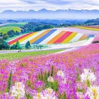 唯美浪漫的日本花海治愈系风景头像_微信头像大全图片