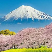唯美浪漫的日本花海治愈系风景头像_微信头像大全图片
