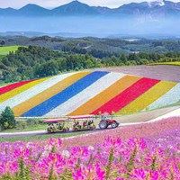唯美浪漫的日本花海治愈系风景头像_微信头像大全图片