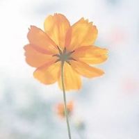 最好看的唯美格桑花花朵头像_微信头像大全图片