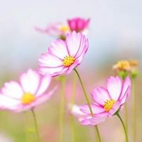 最好看的唯美格桑花花朵头像_微信头像大全图片