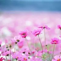 最好看的唯美格桑花花朵头像_微信头像大全图片