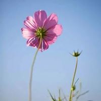 最好看的唯美格桑花花朵头像_微信头像大全图片