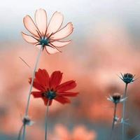 最好看的唯美格桑花花朵头像_微信头像大全图片