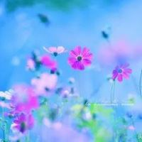 最好看的唯美格桑花花朵头像_微信头像大全图片