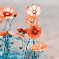 最好看的唯美格桑花花朵头像_微信头像大全图片