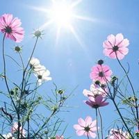 最好看的唯美格桑花花朵头像_微信头像大全图片