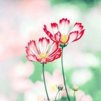 最好看的唯美格桑花花朵头像_微信头像大全图片