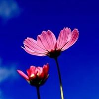 最好看的唯美格桑花花朵头像_微信头像大全图片
