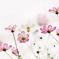 最好看的唯美格桑花花朵头像_微信头像大全图片