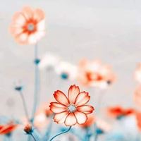 最好看的唯美格桑花花朵头像_微信头像大全图片