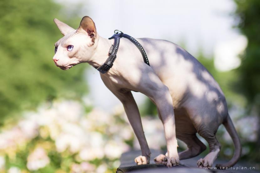 漂亮的与众不同的斯芬克斯猫图片大全