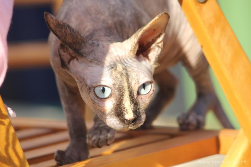 漂亮的与众不同的斯芬克斯猫图片大全