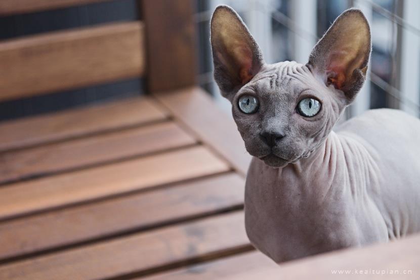 漂亮的与众不同的斯芬克斯猫图片大全
