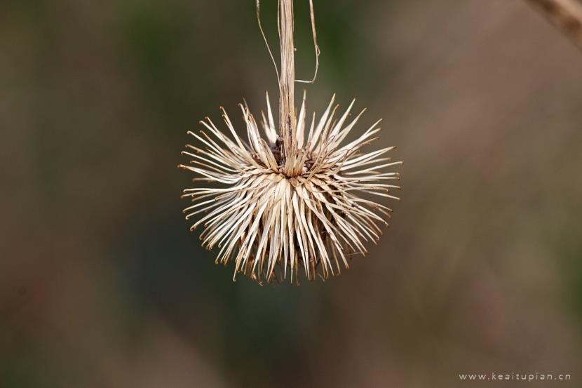 漂亮的风干的牛蒡植物图片大全