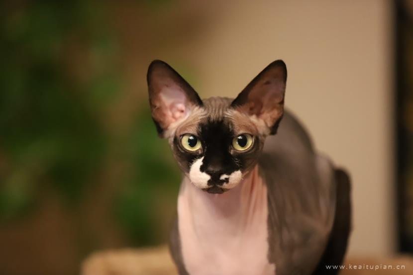 漂亮的与众不同的斯芬克斯猫图片大全