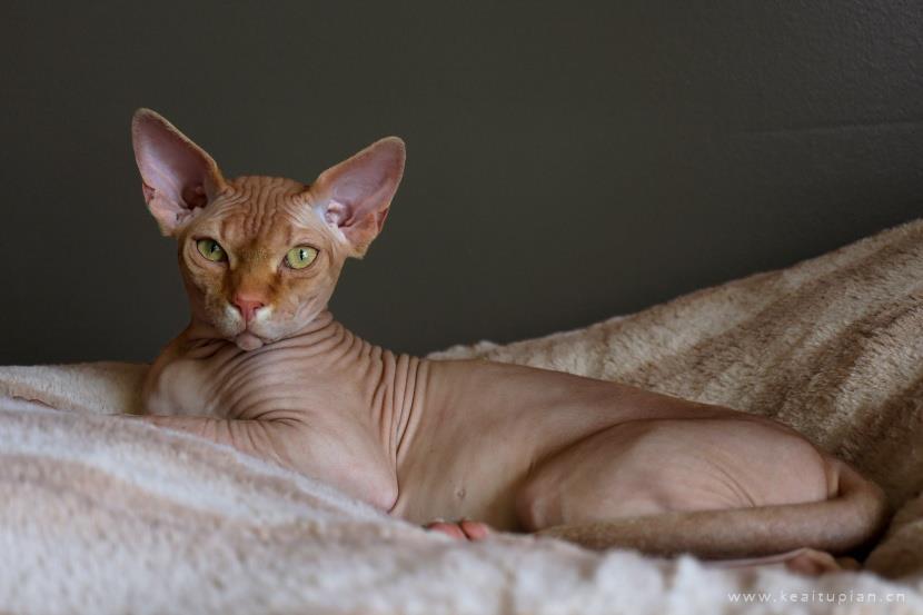 漂亮的与众不同的斯芬克斯猫图片大全
