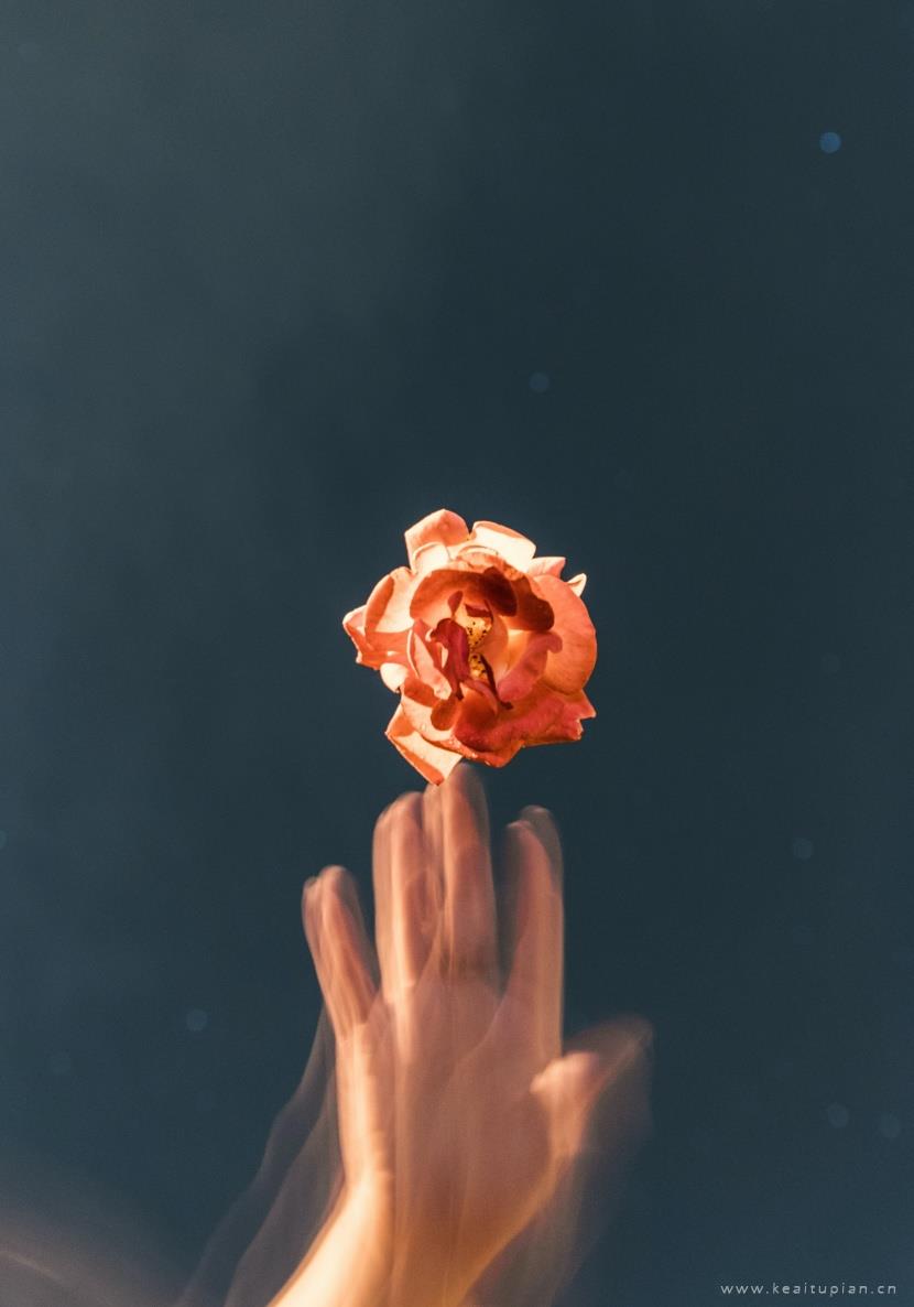 唯美娇美的粉色玫瑰花图片大全