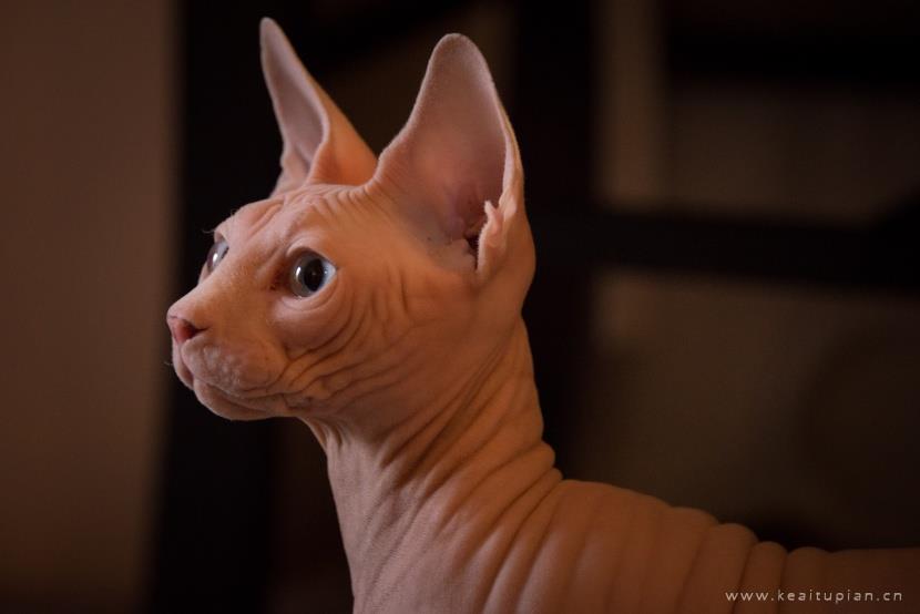 漂亮的与众不同的斯芬克斯猫图片大全