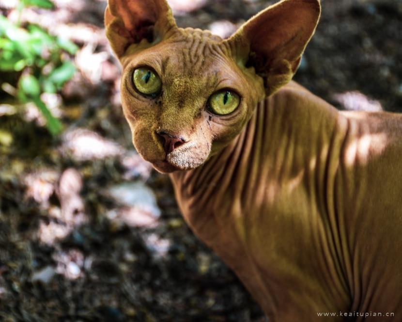 漂亮的与众不同的斯芬克斯猫图片大全