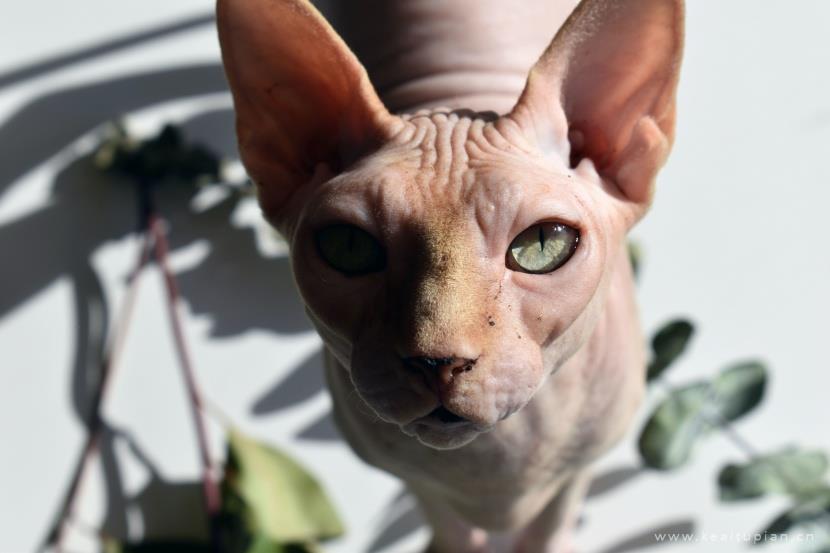 漂亮的与众不同的斯芬克斯猫图片大全