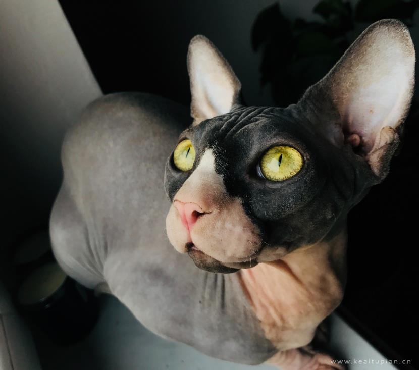 漂亮的与众不同的斯芬克斯猫图片大全