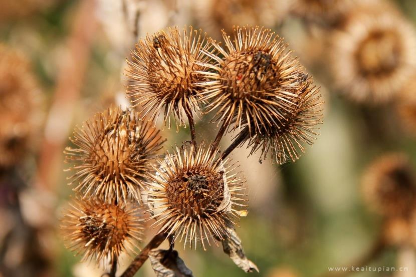 漂亮的风干的牛蒡植物图片大全