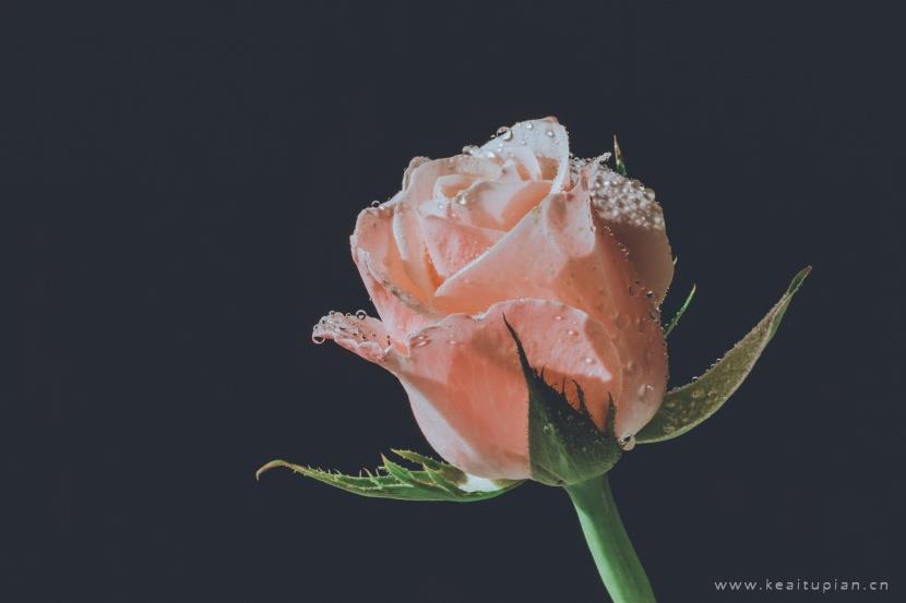 唯美娇美的粉色玫瑰花图片大全