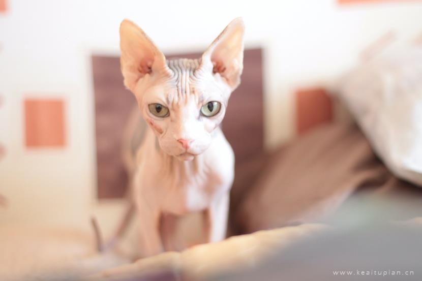 漂亮的与众不同的斯芬克斯猫图片大全