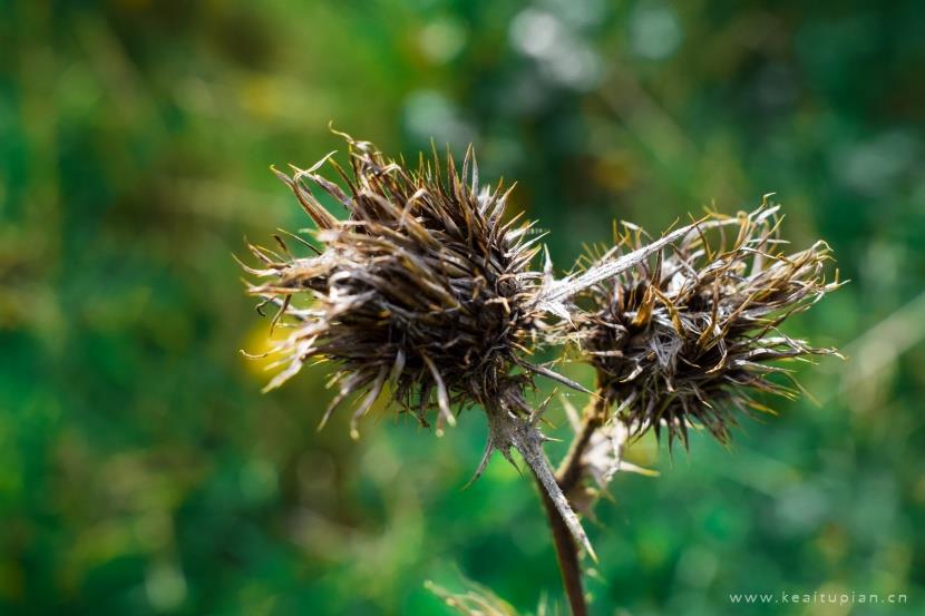 漂亮的风干的牛蒡植物图片大全