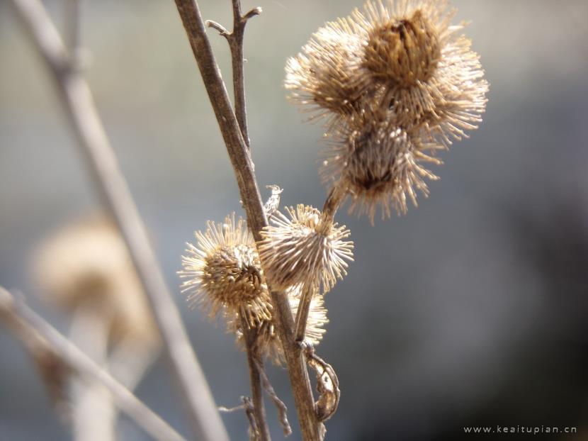 漂亮的风干的牛蒡植物图片大全