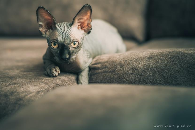 漂亮的与众不同的斯芬克斯猫图片大全