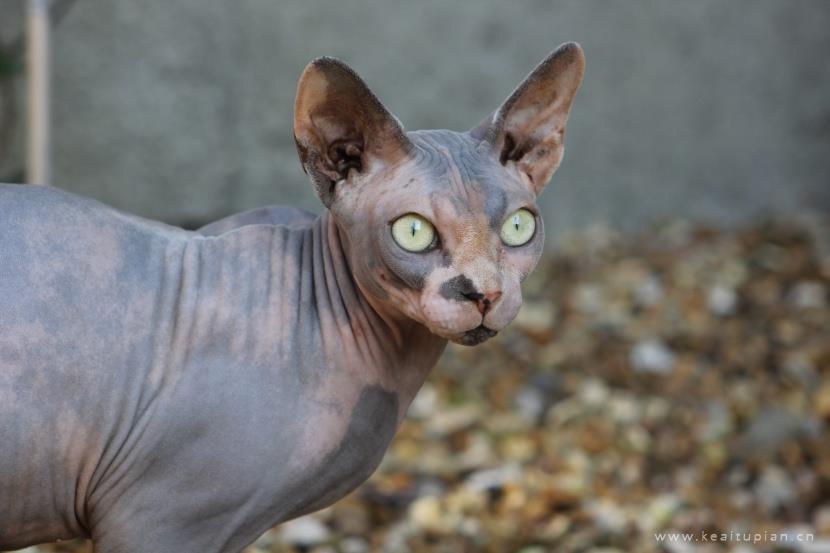 漂亮的与众不同的斯芬克斯猫图片大全