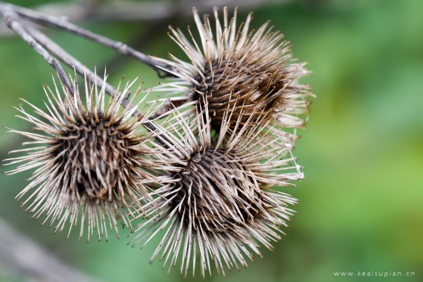 漂亮的风干的牛蒡植物图片大全