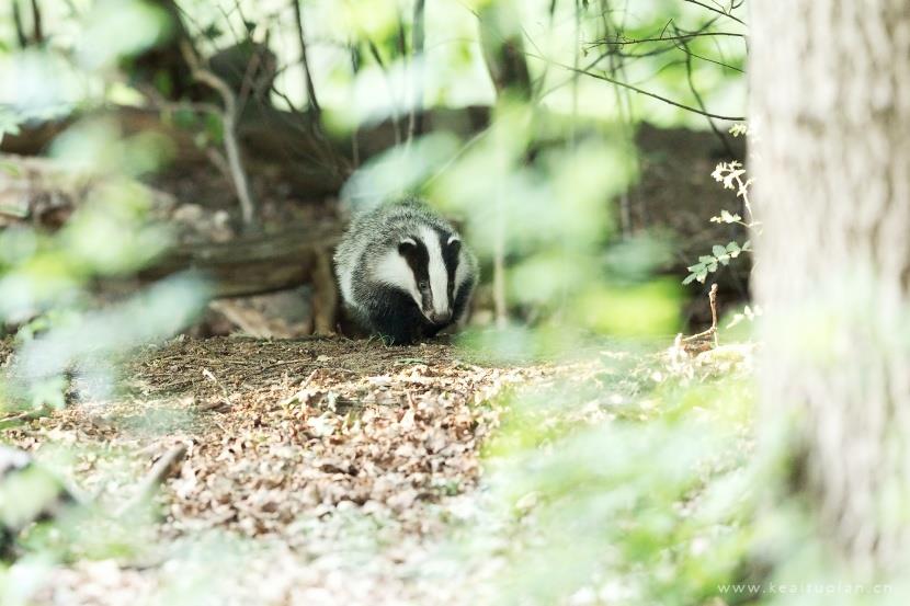 好看野外的獾图片大全