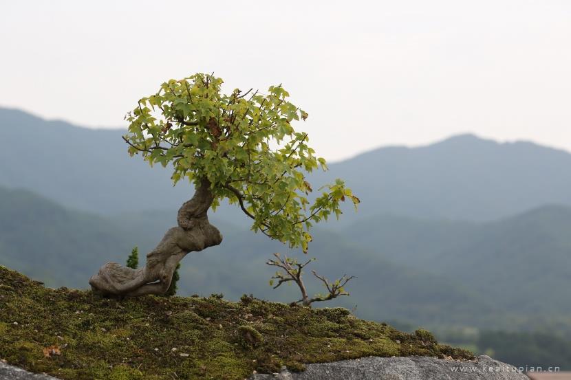 漂亮的绿色有朝气的盆景图片大全