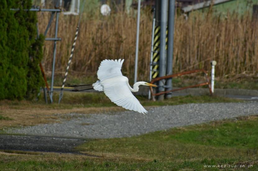 漂亮的闲庭信步的苍鹭图片大全