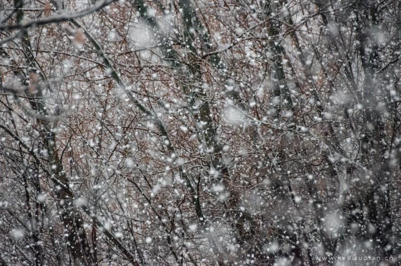 唯美纷纷扬扬的雪花图片大全