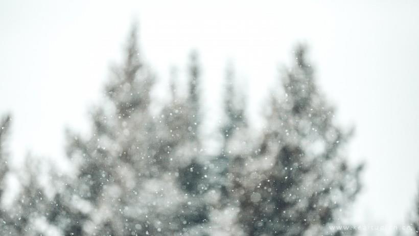 唯美纷纷扬扬的雪花图片大全
