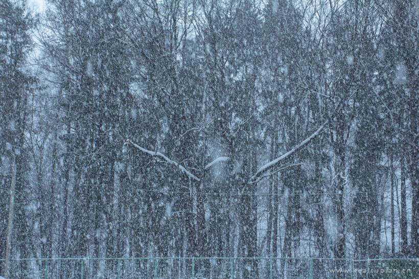 唯美纷纷扬扬的雪花图片大全