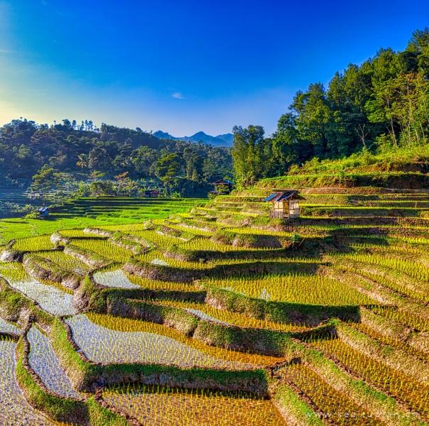 好看绿油油的梯田图片大全
