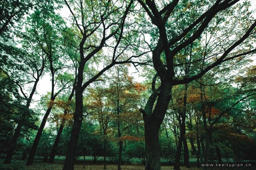 超美郁郁葱葱的树林图片大全