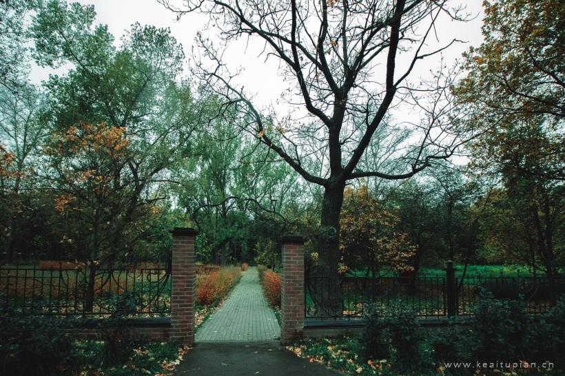 超美郁郁葱葱的树林图片大全