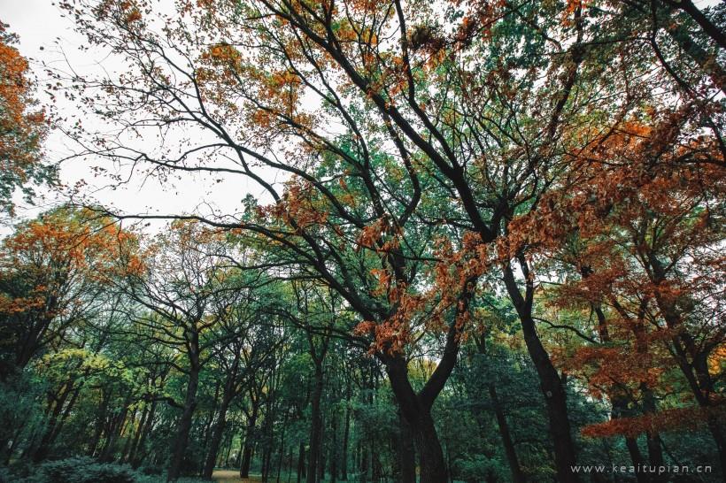 超美郁郁葱葱的树林图片大全